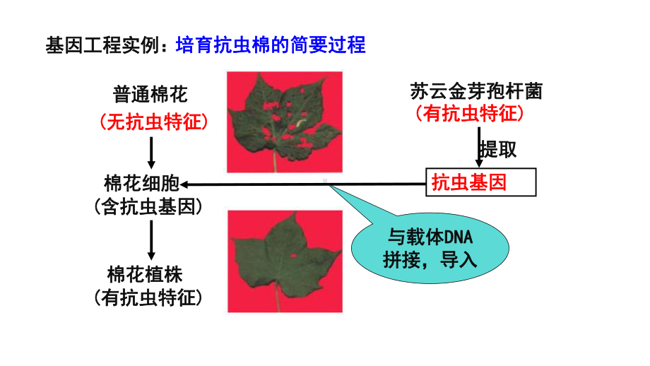 3.1 重组DNA技术的基本工具 ppt课件-（新教材）2019新人教版高中生物选择性必修三（29张PPT）.pptx_第2页