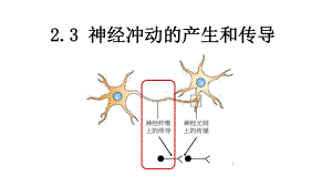 2.3神经冲动的产生和传导ppt课件-（新教材）2019新人教版高中生物选择性必修一 (1).pptx