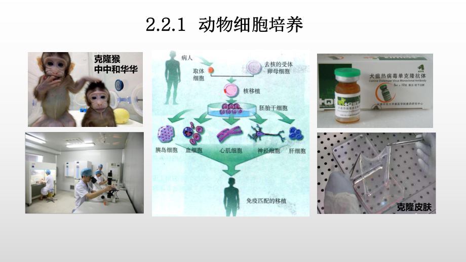 2.2.1 动物细胞培养ppt课件-（新教材）2019新人教版高中生物选择性必修三.pptx_第1页