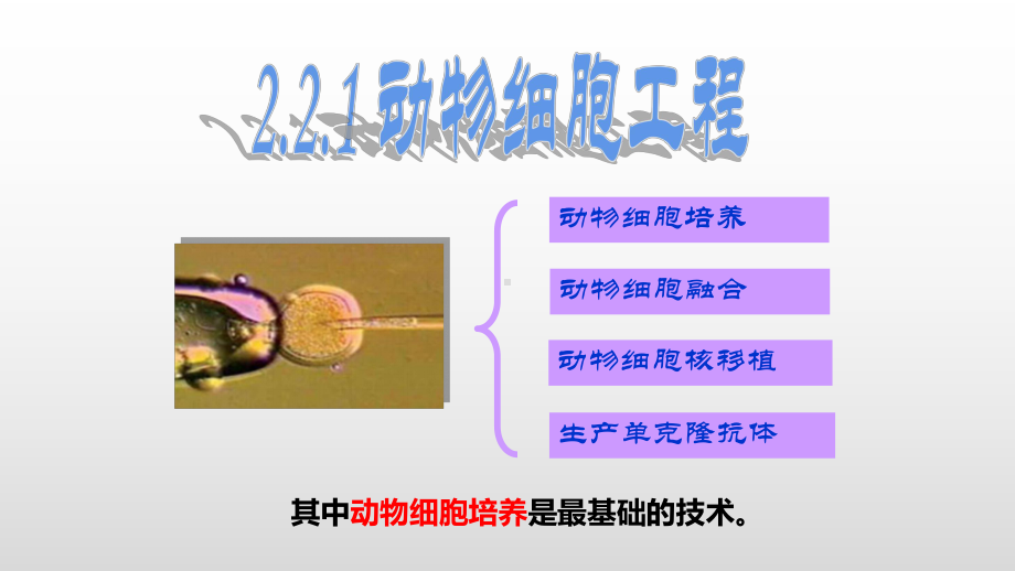 2.2.1 动物细胞培养ppt课件-（新教材）2019新人教版高中生物选择性必修三.pptx_第3页