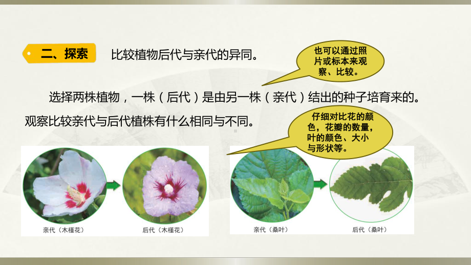 小学科学教科版六年级下册第二单元 第3课《形形色色的植物》课件（2022新版）.pptx_第3页