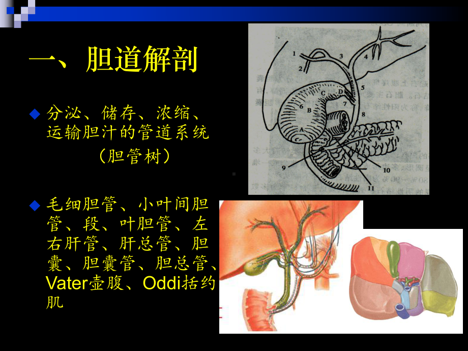 影像学课件：4胆 道 疾 病.ppt_第2页