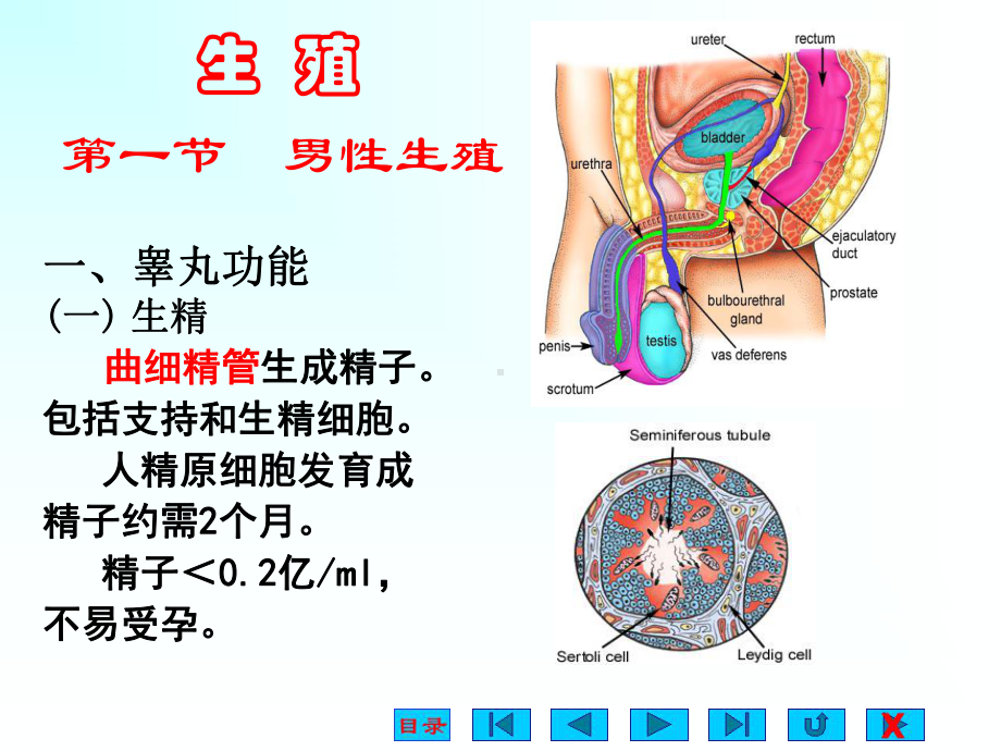 生理学课件：生殖2016.ppt_第1页