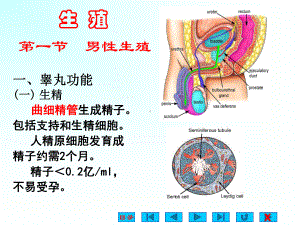 生理学课件：生殖2016.ppt