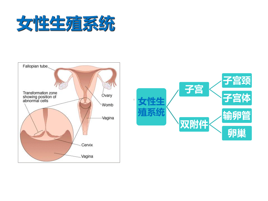 病理学课件：2017子宫颈、子宫体疾病.ppt_第2页