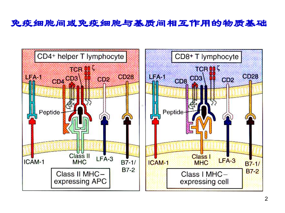 医学免疫学课件：20170320 CD、AM.ppt_第2页