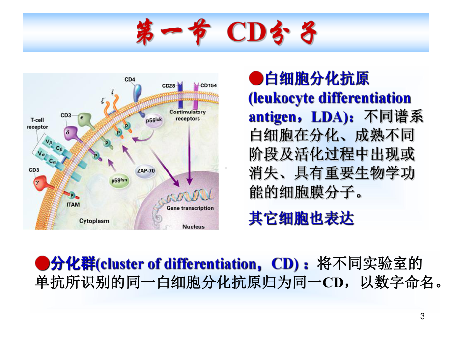 医学免疫学课件：20170320 CD、AM.ppt_第3页