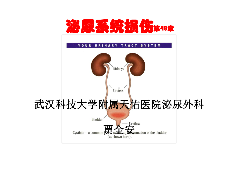 外科学课件：贾全安泌尿系损伤.ppt_第1页