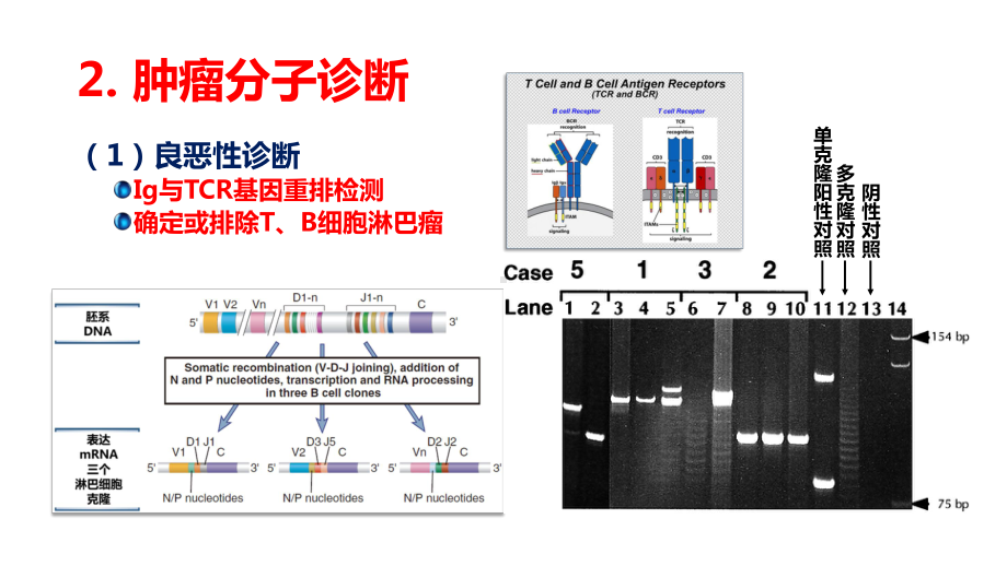 肿瘤-4-肿瘤病因与发病机制.ppt_第3页