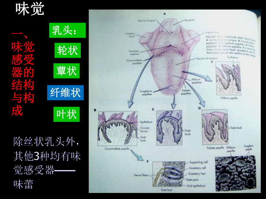 生理学课件：10-4-4 神经系统的感觉功能-嗅味-0.5.ppt_第2页