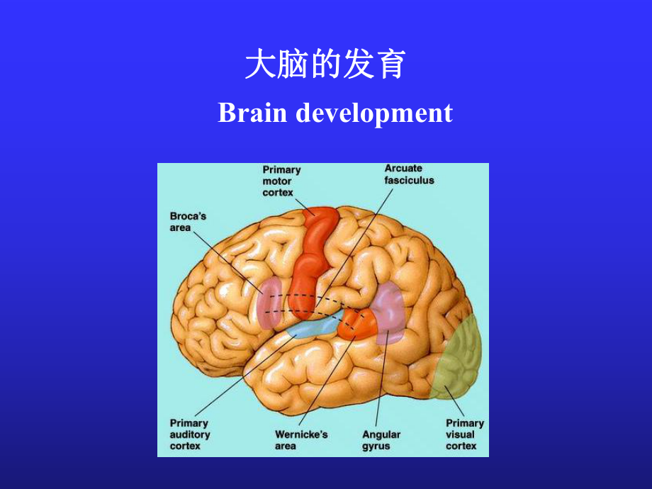 儿科学课件：儿童神经心理发育.ppt_第2页