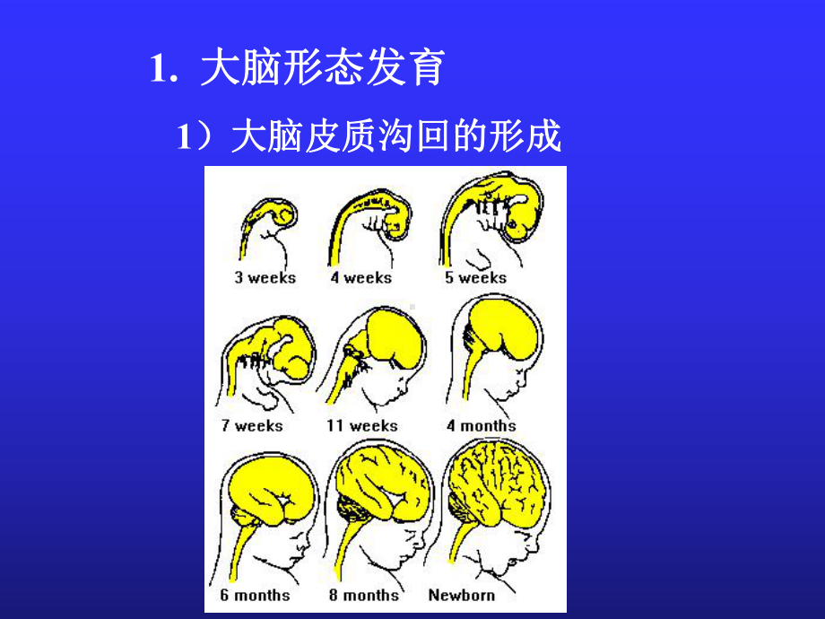 儿科学课件：儿童神经心理发育.ppt_第3页