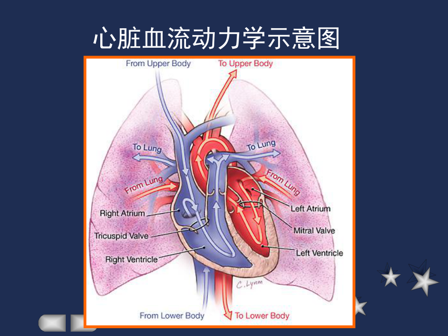 病理学课件：风心病20170428.PPT_第3页