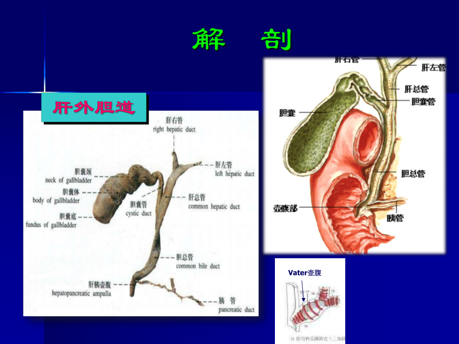 外科学课件：胆道疾病第八版课件.ppt_第3页