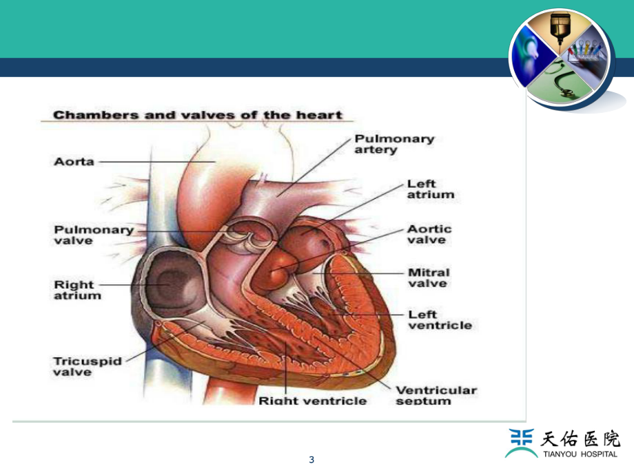 内科学课件：瓣膜病-骆琼2015.ppt_第3页