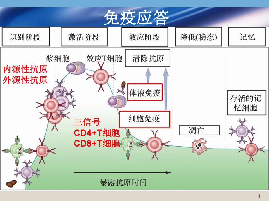 医学免疫学课件：16学年春应答2.ppt_第1页