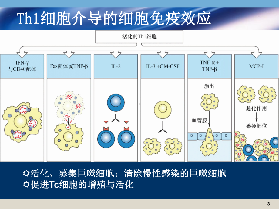 医学免疫学课件：16学年春应答2.ppt_第3页