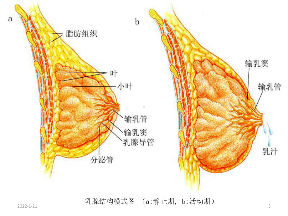 病理学课件：2017乳腺和前列腺疾病.ppt_第3页