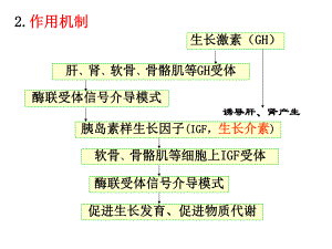 生理学课件：内分泌2.ppt