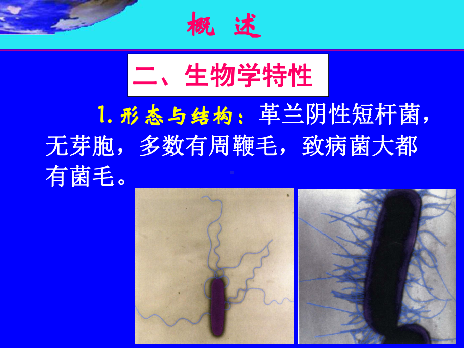 医学微生物学课件：第十章肠杆菌科伤寒沙门菌.ppt_第3页