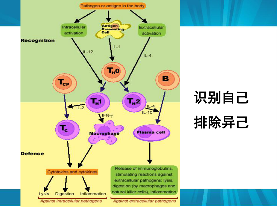 病理学课件：免疫性疾病.ppt_第2页