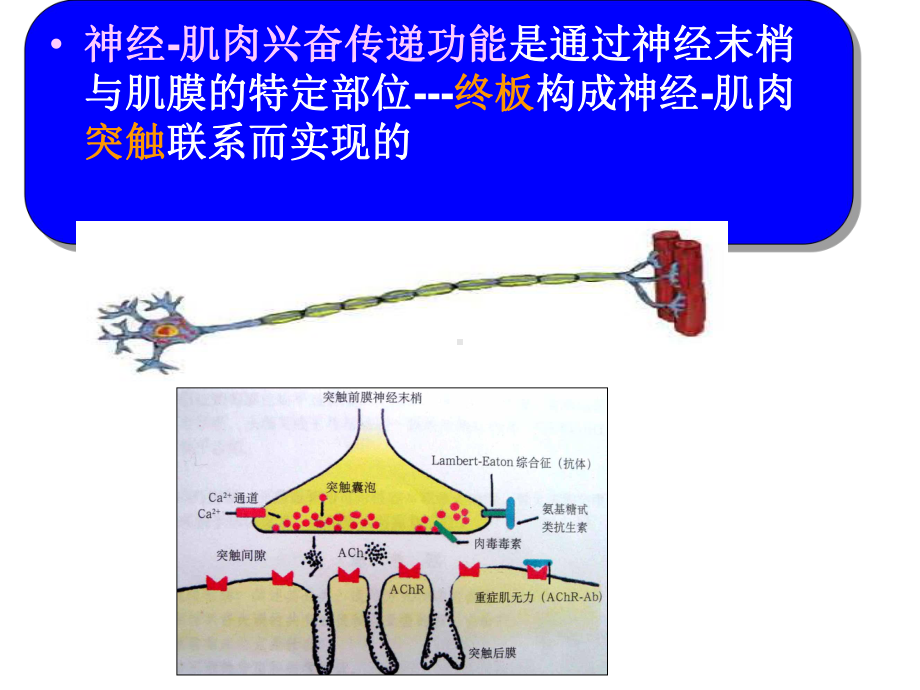 神经病学课件：201405神经肌接头疾病.ppt_第3页