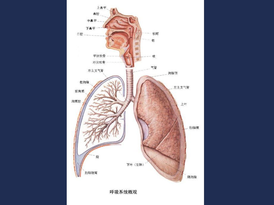 病理学课件：第7章 呼吸系统疾病1-肺炎.ppt_第3页