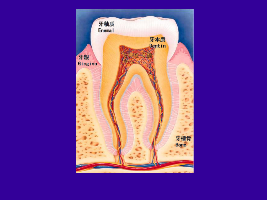 口腔科学课件：第四章 牙体牙髓组织疾病.ppt_第1页