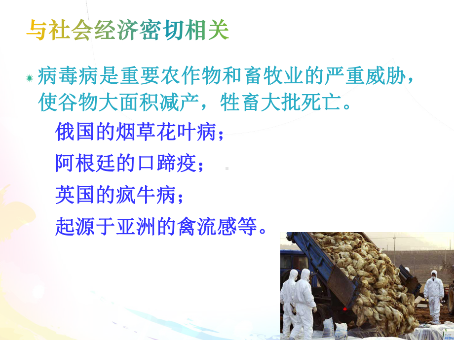 医学微生物学课件：病毒总轮一.ppt_第3页