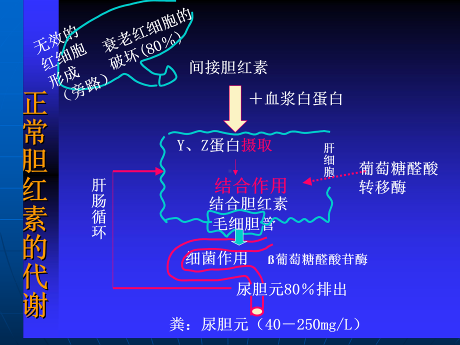 儿科学课件：新生儿溶血与黄疸.ppt_第2页