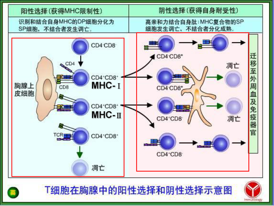 医学免疫学课件：16学年春应答1.ppt_第1页