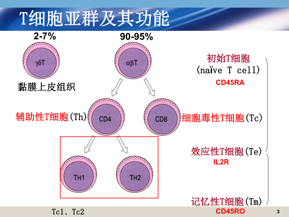 医学免疫学课件：16学年春应答1.ppt_第3页