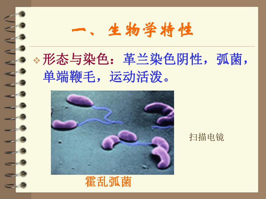 医学微生物学课件：第十一章霍乱弧菌.ppt_第3页