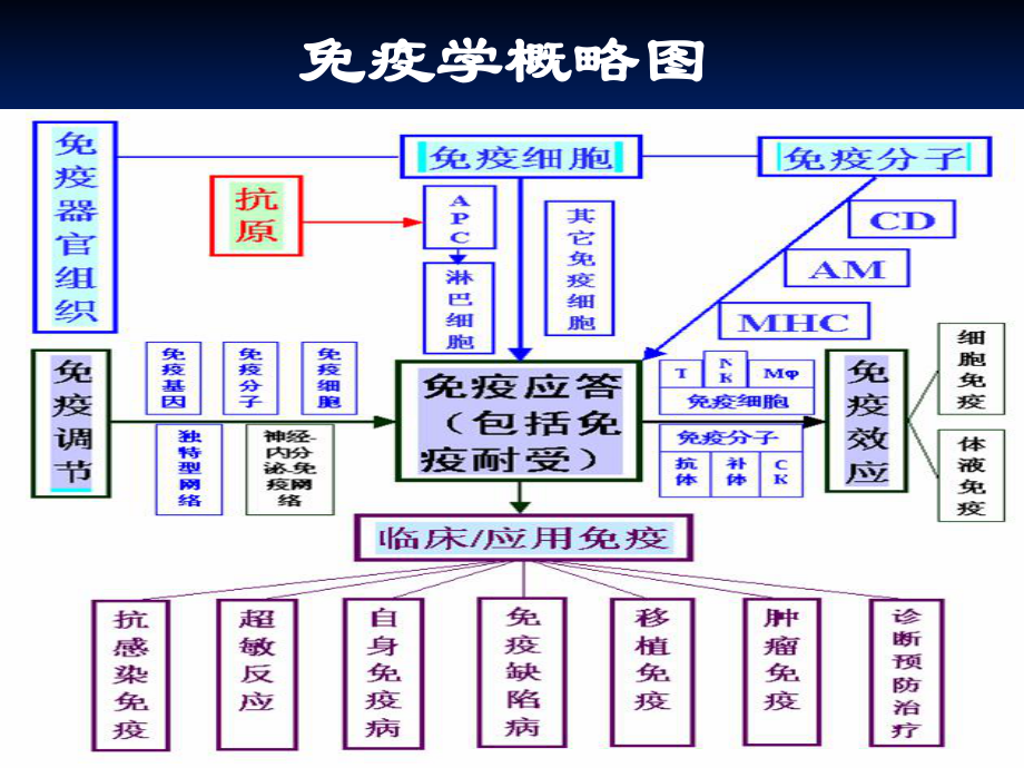 医学免疫学课件：本科总复习201705.pptx_第2页