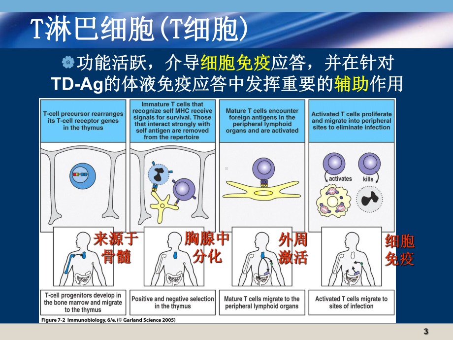 医学免疫学课件：16学年春系统2.ppt_第3页