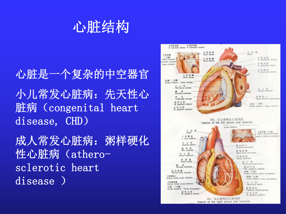 儿科学课件：先天性心脏病.ppt_第3页