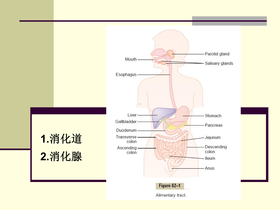 生理学课件：消化和吸收 2016.ppt_第2页