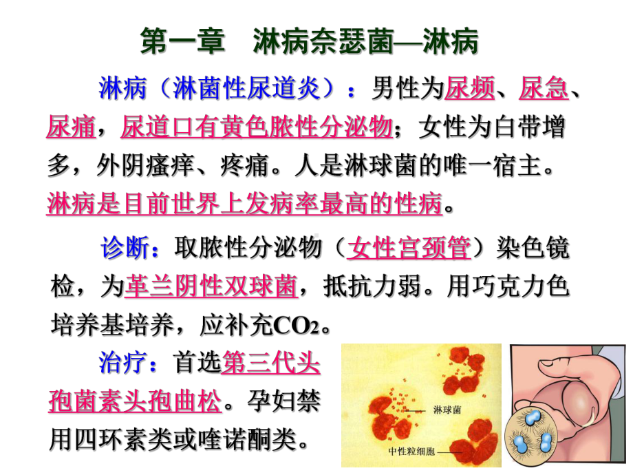 医学微生物学课件：性传播的病原微生物.ppt_第2页