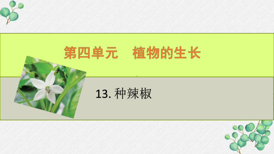 六三制新青岛版四年级科学下册《13.种辣椒》PPT课件.pptx_第1页