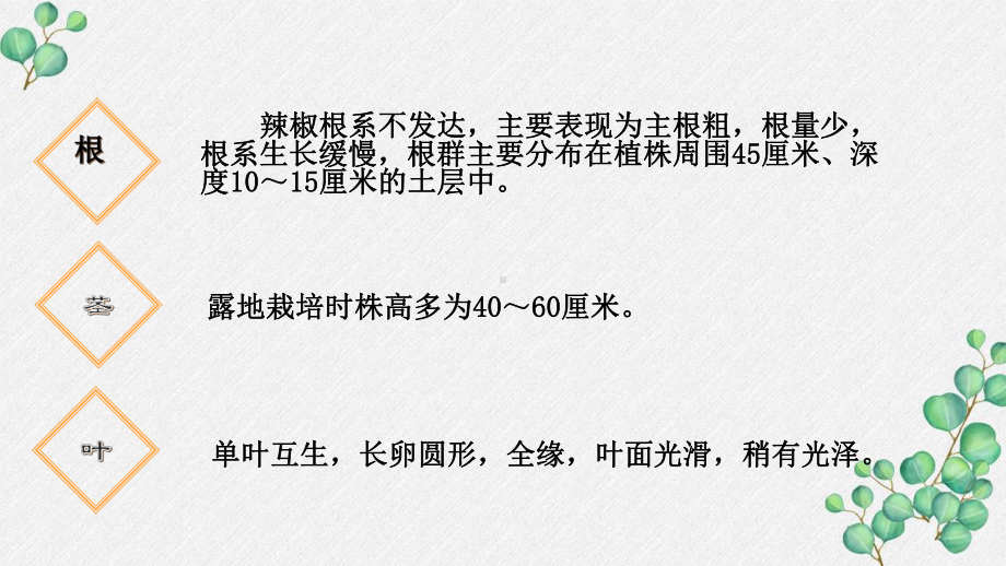 六三制新青岛版四年级科学下册《13.种辣椒》PPT课件.pptx_第3页