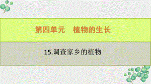 六三制新青岛版四年级科学下册《15.调查家乡植物》PPT课件.pptx