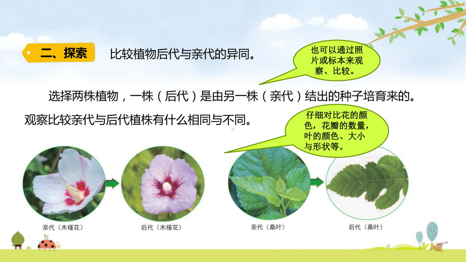 2022新教科版六年级下册科学 2.3形形色色的植物ppt课件（含随堂练习）.pptx_第3页