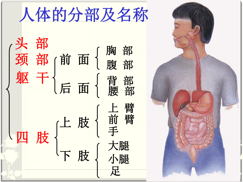 第二章-幼儿解剖生理特点及保育.ppt_第2页