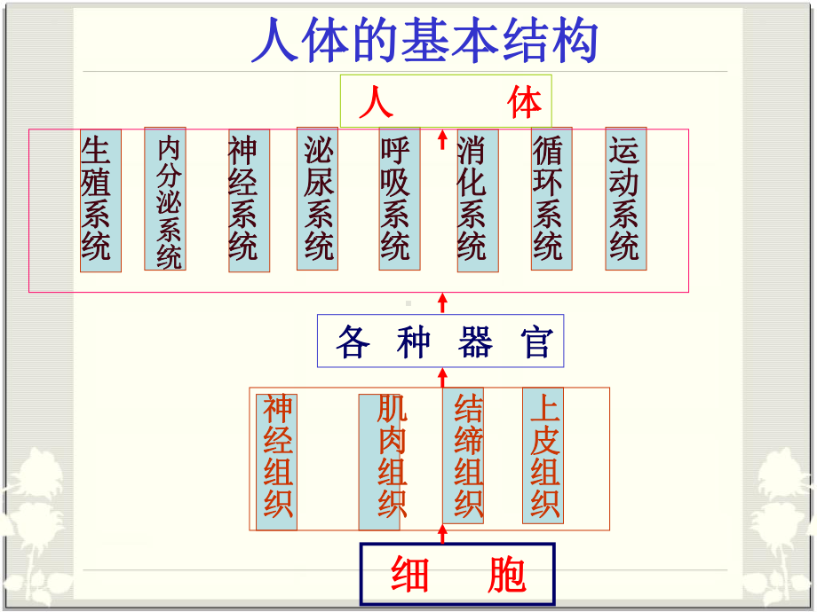 第二章-幼儿解剖生理特点及保育.ppt_第3页