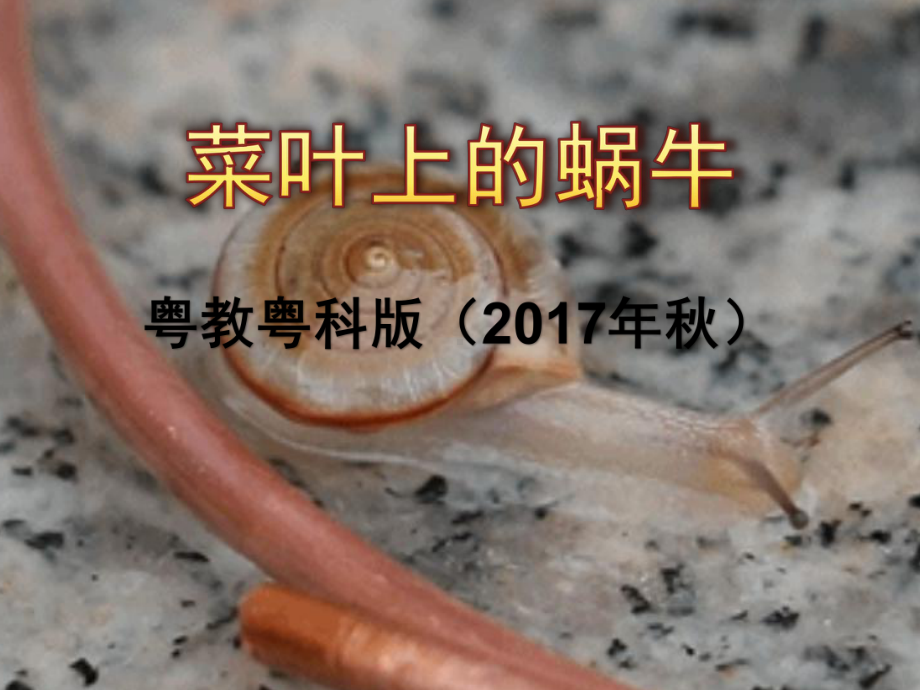 2022新粤教版二年级下册科学1 菜叶上的蜗牛ppt课件（含视频素材）.pptx_第2页