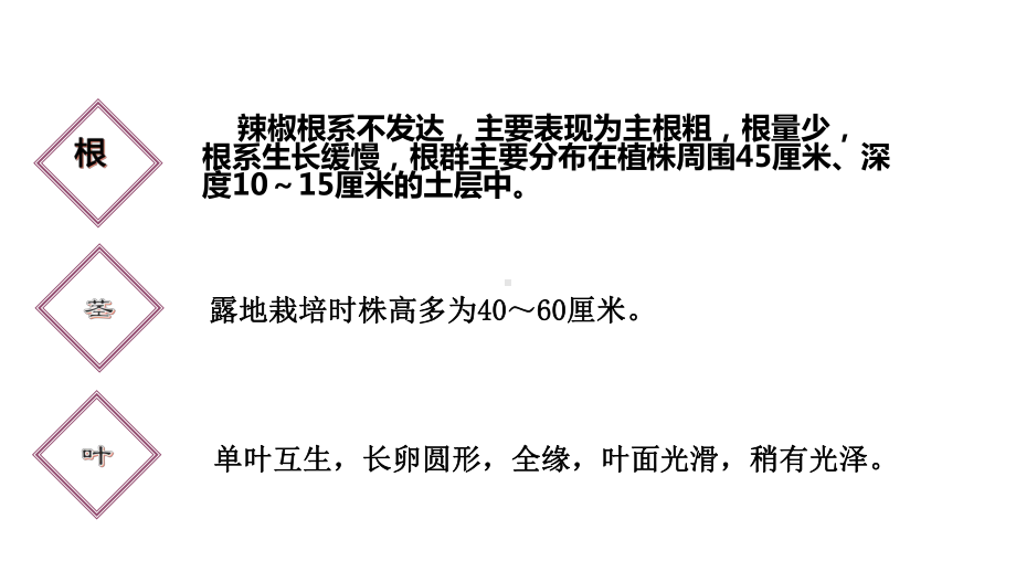 2022新青岛版（六三制）四年级下册科学4.12.种辣椒 ppt课件.pptx_第3页