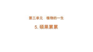 2022新大象版三年级下册科学3-5 硕果累累ppt课件（含练习）.pptx