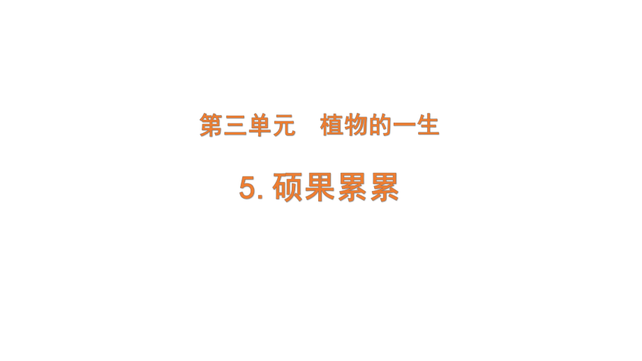 2022新大象版三年级下册科学3-5 硕果累累ppt课件（含练习）.pptx_第1页