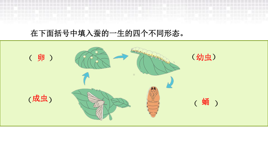 2022新青岛版（六三制）四年级下册科学第5单元 生物的特征单元复习ppt课件.pptx_第2页