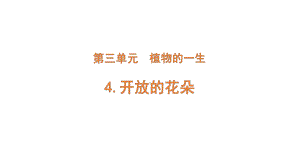 2022新大象版三年级下册科学3-4 开放的花朵ppt课件（含练习）.pptx